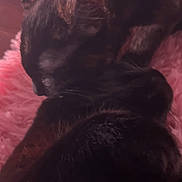 Chuka joined the competition — help win amazing prizes! cat, black_cat, sleeping, close_up, furry, pet, animal, indoor, cozy, blanket, pink, fur, whiskers, ears, relaxing, soft, nap, cute, domestic_cat, resting