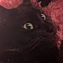 Chuka is registered to the contest to win money with this photo: cat, black_cat, close_up, green_eyes, furry, pet, animal, fluffy, pink, texture, cozy, indoor, resting, cute, whiskers, soft, face, fur, mystery, dim_light