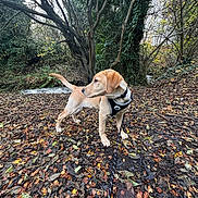 Jacob is registered to the contest to win money with this photo: dog, puppy, leash, forest, trees, leaves, autumn, nature, outdoor, canine, young_dog, brown_dog, walking, woods, stream, fall, curious, animal, pet, daylight