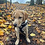 Jacob is registered to the contest to win money with this photo: dog, puppy, leaves, autumn, outdoor, path, trees, harness, nature, fall, young_dog, canine, pet, forest_floor, leash, brown, yellow, cloudy_sky, season, park