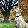 dog, puppy, golden_retriever, leash, grass, autumn, fall_leaves, tree, outdoor, park, nature, animal, pet, sitting, young, canine, collar, greenery, seasonal, cute