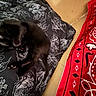 Astro joined the competition — help win amazing prizes! black_cat, kitten, cushion, patterned_fabric, red_fabric, resting, playful, indoor, pet, animal, feline, cute, cozy, paw, tail, texture, colorful, soft, comfort, sleeping