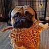 Rocky is registered to the contest to win money with this photo: dog, pug, pet, canine, animal, toy, plush_toy, stuffed_animal, orange, sitting, indoor, home, cage, crate, carpet, wrinkles, face, portrait, brown, cute