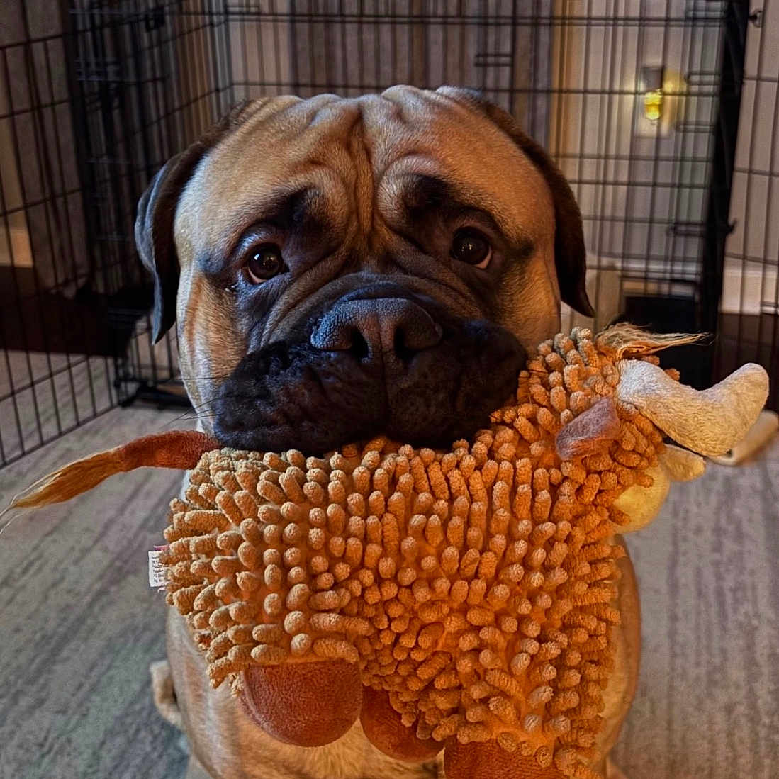 Rocky is registered to the contest to win money with this photo: dog, pug, pet, canine, animal, toy, plush_toy, stuffed_animal, orange, sitting, indoor, home, cage, crate, carpet, wrinkles, face, portrait, brown, cute