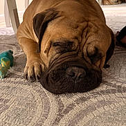 Rocky joined the competition — help win amazing prizes! bulldog, dog, sleeping, wrinkles, short_muzzle, brown_coat, pet, carpet, indoor, home, living_room, chew_toy, resting, lying_down, closed_eyes, snout, paws, furniture, background_people, portrait