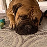 bulldog, dog, sleeping, wrinkles, short_muzzle, brown_coat, pet, carpet, indoor, home, living_room, chew_toy, resting, lying_down, closed_eyes, snout, paws, furniture, background_people, portrait