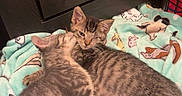 Francesca Derose joined the competition — help win amazing prizes! cats, kittens, tabby, sleeping, cuddling, pet, feline, animals, fur, whiskers, ears, paws, indoors, bedroom, blanket, cozy, adorable, relaxed, portrait, wooden_dresser