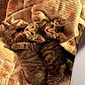 Francesca Derose joined the competition — help win amazing prizes! cat, kitten, tabby, two_cats, cuddling, sleeping, cozy, blanket, fluffy, fur, striped_fur, indoor, pet, cute, animal, portrait, closeup, warm_lighting, relaxed, snuggling