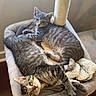 cat, cats, kitten, tabby, striped_fur, pet, animal, lounging, sleeping, relaxed, cat_tree, scratching_post, pet_bed, plush_blanket, indoor, home, window, sunlight, rug, funny_pose