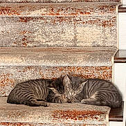 Francesca Derose is registered to the contest to win money with this photo: cats, kittens, tabby_cats, gray_fur, sleeping, cuddling, napping, animals, pets, staircase, carpeted_steps, indoors, cozy, relaxed, curled_up, feline, whiskers, striped_fur, home, portrait