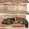 cats, kittens, tabby_cats, gray_fur, sleeping, cuddling, napping, animals, pets, staircase, carpeted_steps, indoors, cozy, relaxed, curled_up, feline, whiskers, striped_fur, home, portrait