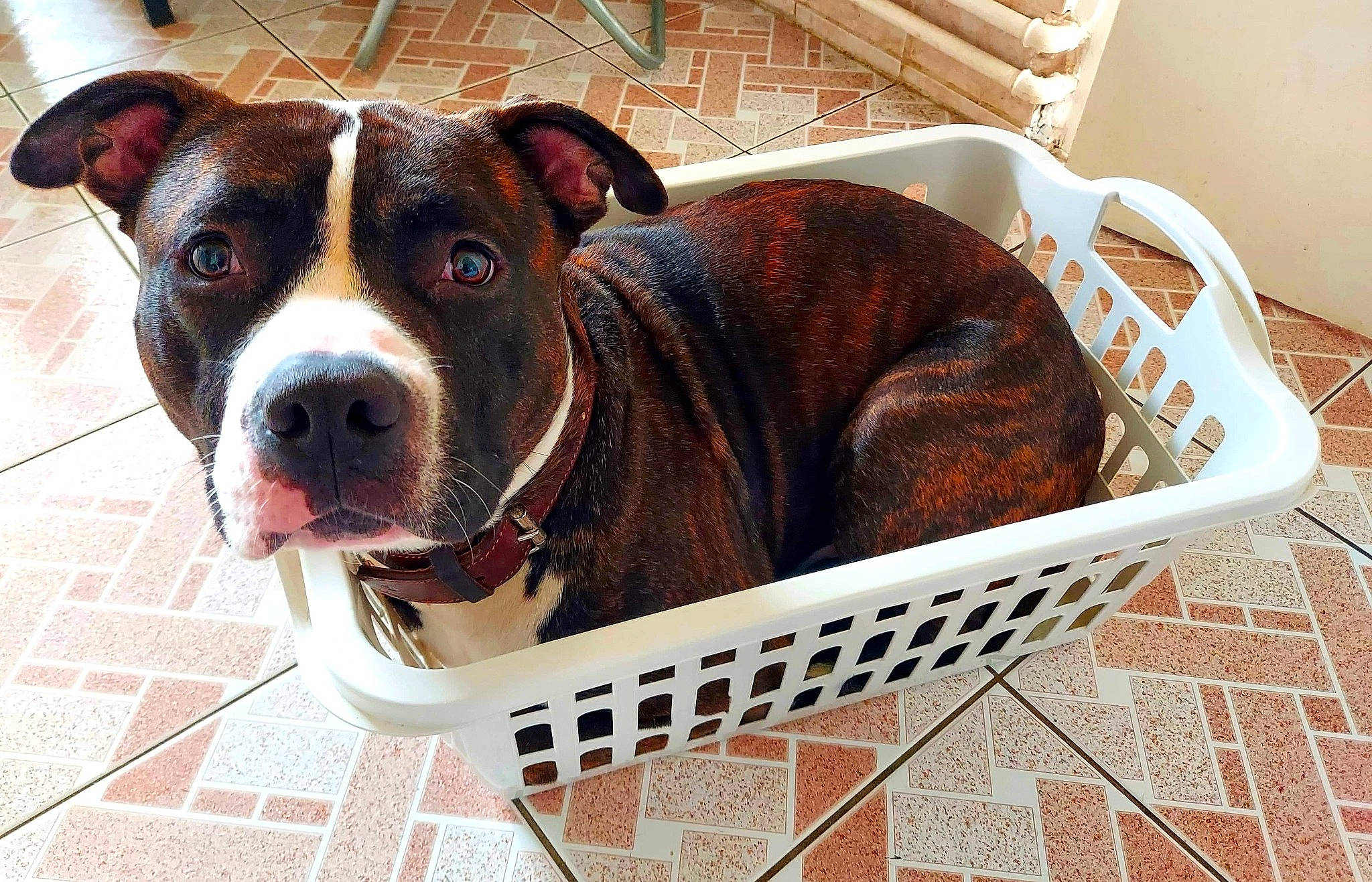 Mashka a rejoint le concours — aidez-le/la à gagner de superbes lots ! animal_shelter, canidae, carnivore, collar, companion_dog, dog, dog_breed, dog_collar, dog_crate, dog_supply, fawn, fur, kennel, liver, mesh, pet_supply, sporting_group, whiskers, working_animal, working_dog