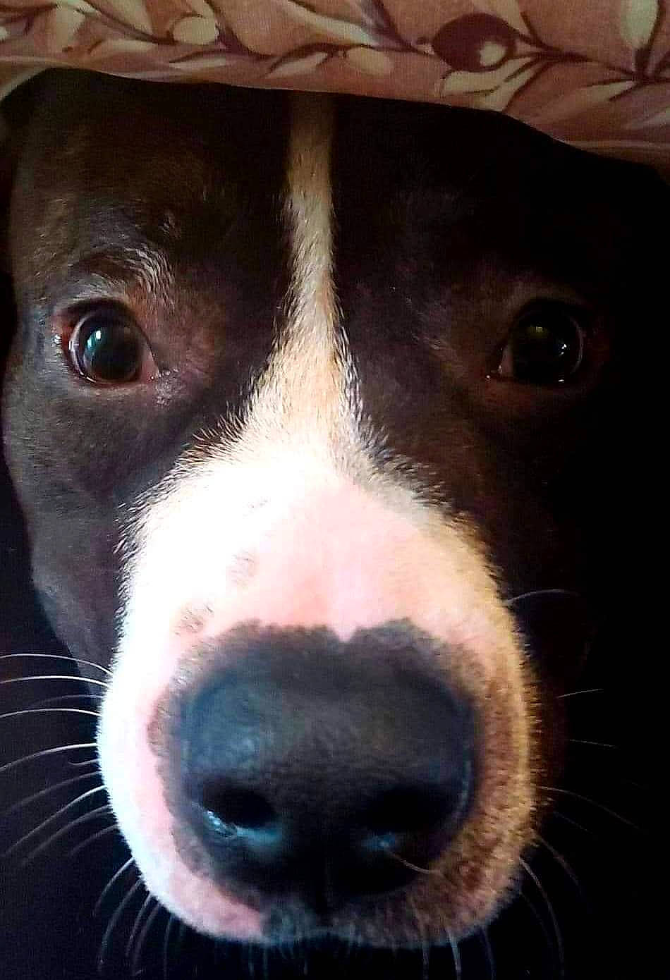 Mashka a rejoint le concours — aidez-le/la à gagner de superbes lots ! canidae, carnivore, close_up, companion_dog, dog, dog_breed, fur, jaw, mammal, non_sporting_group, photography, snout, sporting_group, vertebrate, whiskers, working_animal, working_dog