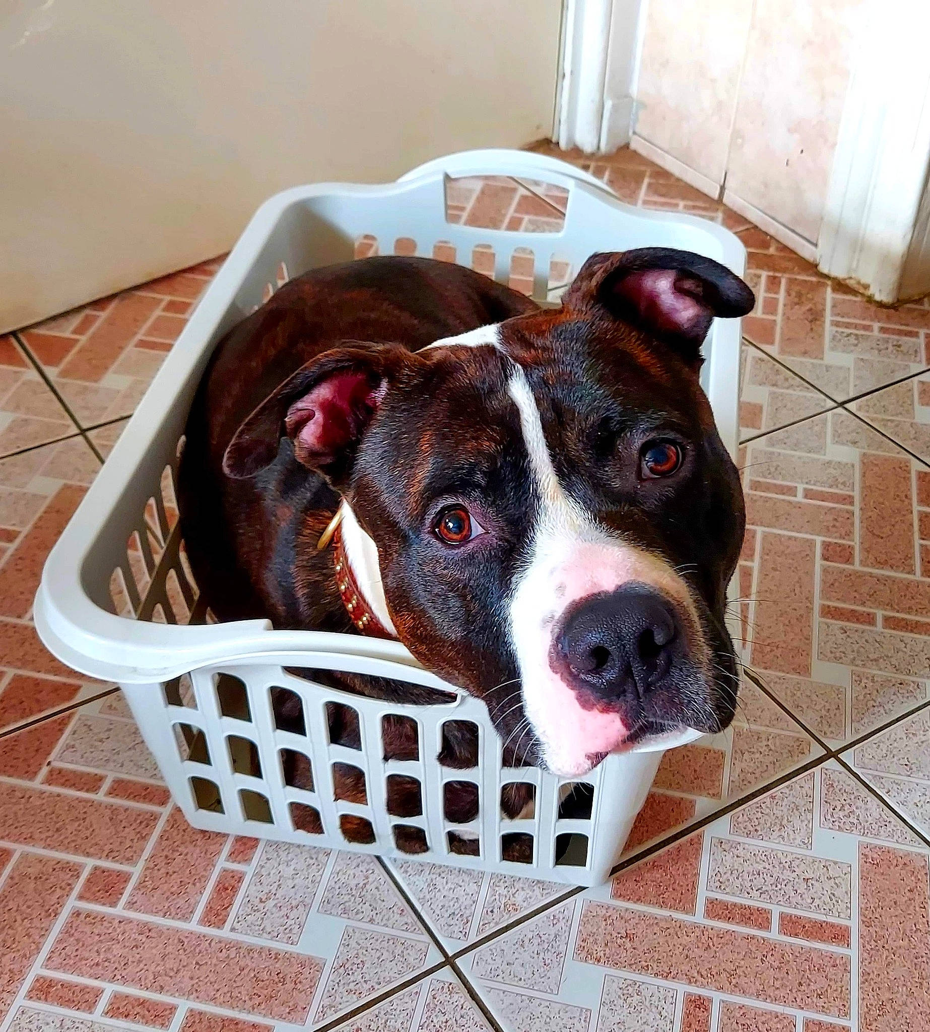 Mashka a rejoint le concours — aidez-le/la à gagner de superbes lots ! animal_shelter, canidae, carnivore, collar, companion_dog, dog, dog_breed, dog_crate, dog_supply, eye, fawn, flooring, fur, kennel, liver, pet_supply, snout, sporting_group, whiskers, working_animal