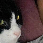 Cleo joined the competition — help win amazing prizes! cat, close_up, black_and_white, yellow_eyes, face, fur, pet, animal, indoor, soft_texture, resting, sleepy, whiskers, nose, portrait, mammal, feline, cute, cozy, blurred_background