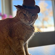 Heisenberg joined the competition — help win amazing prizes! cat, orange_tabby, cowboy_hat, pet, indoor, table, fur, whiskers, animal, cute, domestic_cat, portrait, serious, fluffy, closeup, window, daylight, blurred_background, mammal, sitting