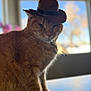 cat, orange_tabby, cowboy_hat, pet, indoor, table, fur, whiskers, animal, cute, domestic_cat, portrait, serious, fluffy, closeup, window, daylight, blurred_background, mammal, sitting