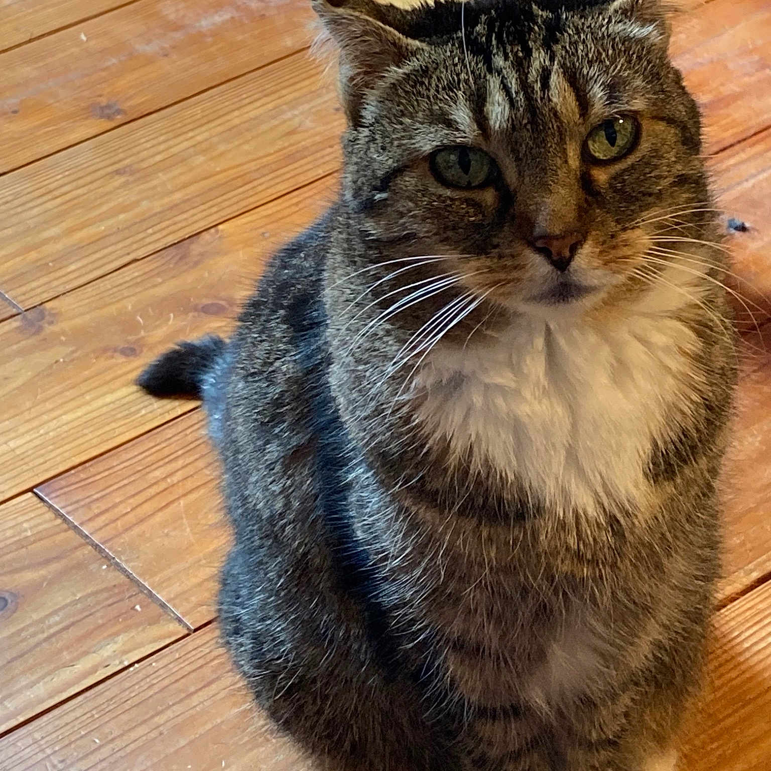 Deedee