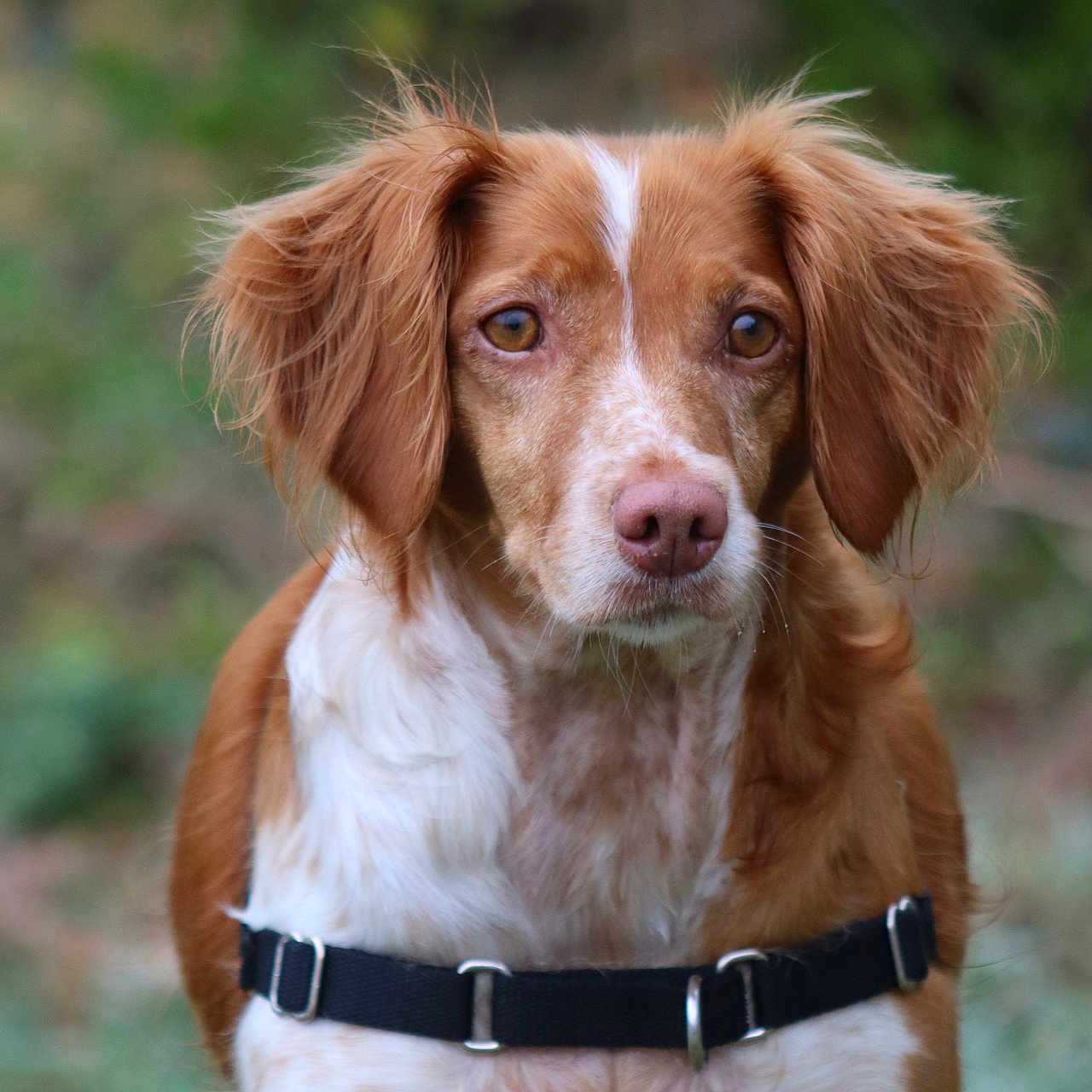 Poly participe au concours pour gagner de l'argent avec cette photo : alert, animal, background_blur, brown, canine, closeup, cute, dog, ears, friendly, fur, grass, harness, looking, muzzle, nature, outdoor, pet, portrait, white