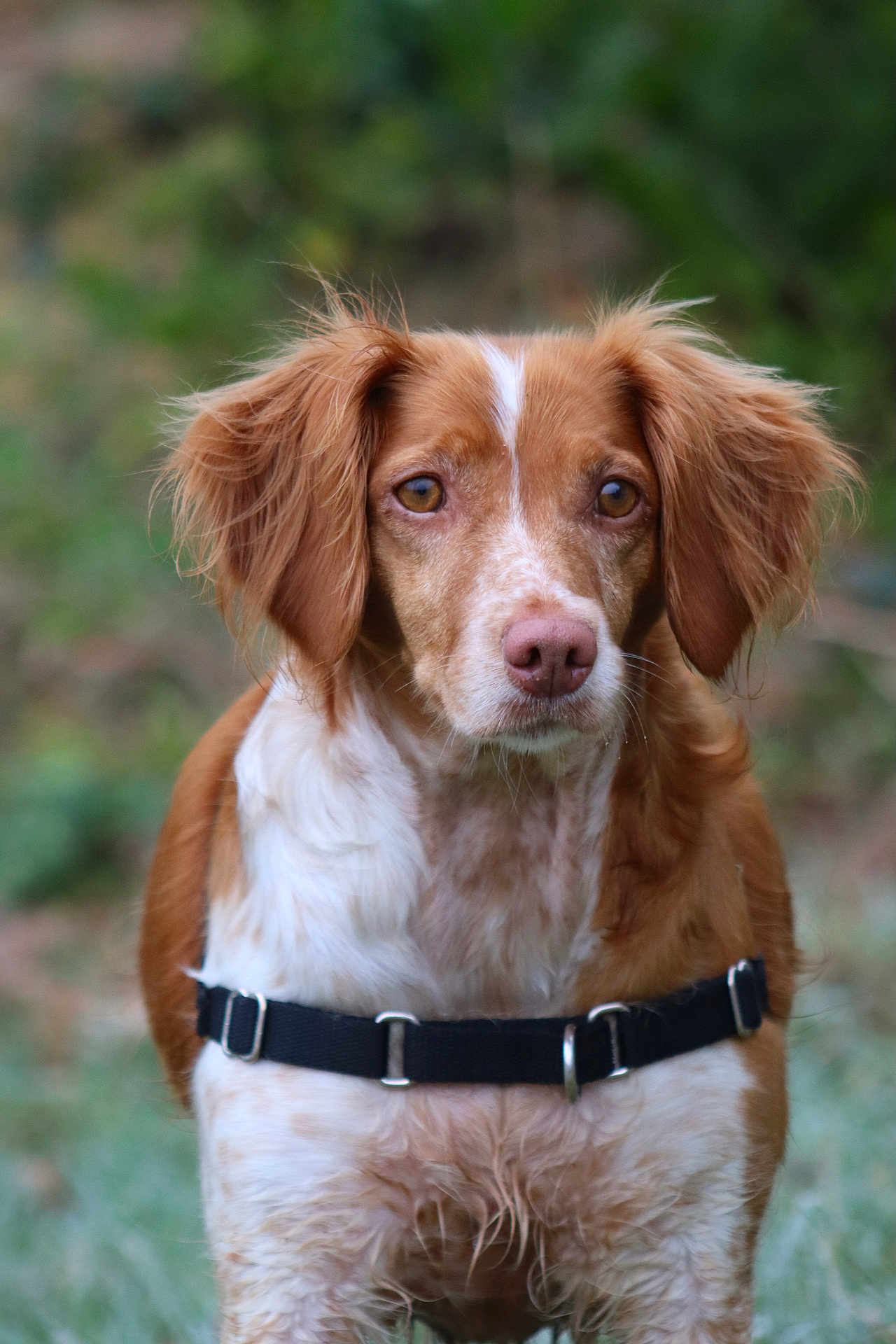 Poly participe au concours pour gagner de l'argent avec cette photo : dog, brown, white, outdoor, portrait, animal, pet, fur, ears, harness, nature, grass, canine, closeup, muzzle, looking, alert, friendly, cute, background_blur