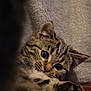 cat, kitten, tabby, fur, eyes, paw, cute, pet, animal, indoor, cozy, blanket, soft, relaxed, resting, curious, closeup, face, whiskers, young