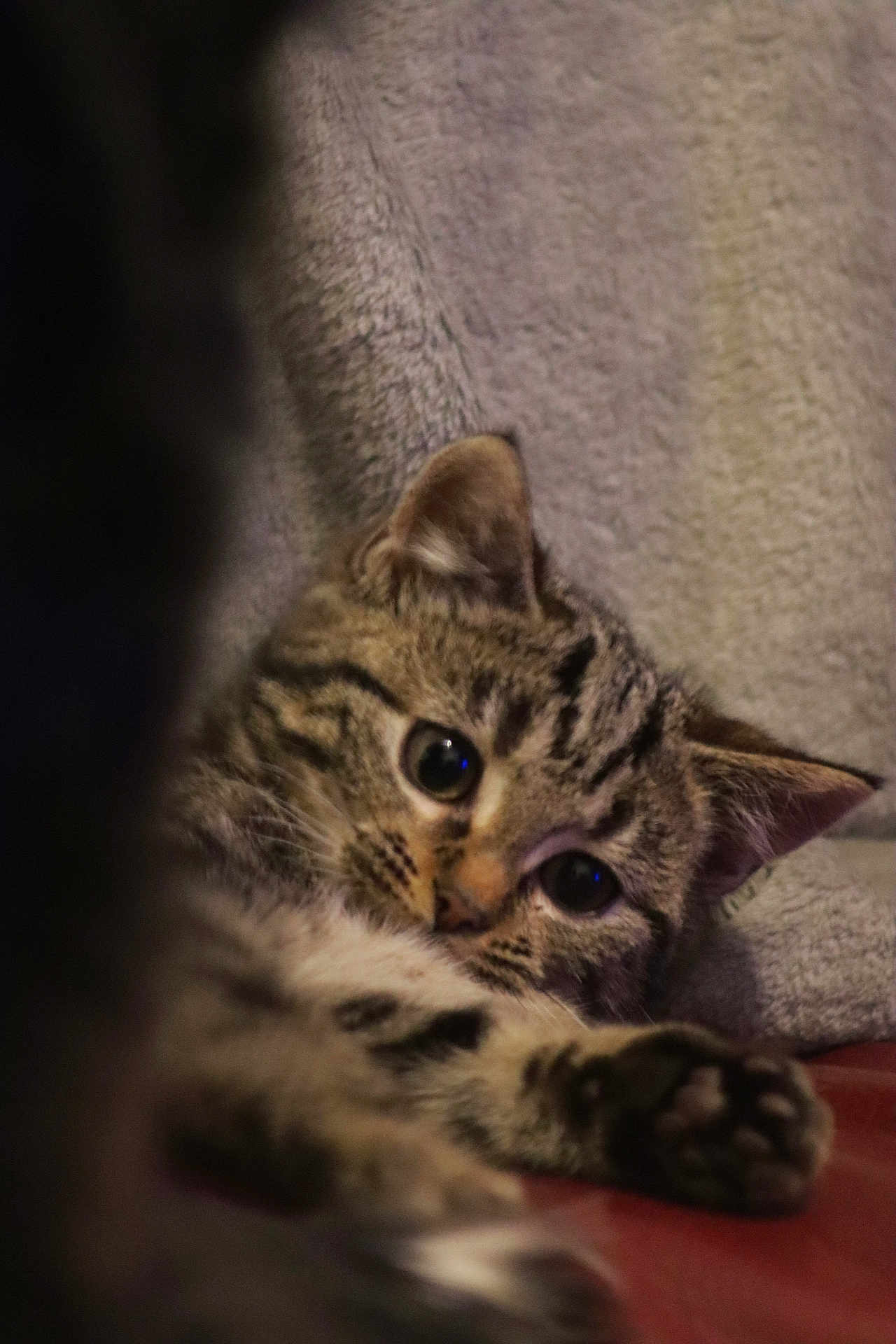 Tartiflette a rejoint le concours — aidez-le/la à gagner de superbes lots ! cat, kitten, tabby, fur, eyes, paw, cute, pet, animal, indoor, cozy, blanket, soft, relaxed, resting, curious, closeup, face, whiskers, young