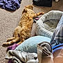 cat, orange_cat, carpet, blanket, pillow, pet_bed, sleeping, furry, cozy, indoor, relaxed, fur, paw, tail, home, resting, soft, feline, animal, comfort