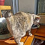 Nala participe au concours pour gagner de l'argent avec cette photo : cat, animal, pet, feline, fur, tail, indoor, wooden_surface, sunlight, potted_plant, window, whiskers, curled_tail, domestic_cat, tabby, shadow, plant_pot, houseplant, orange, gray