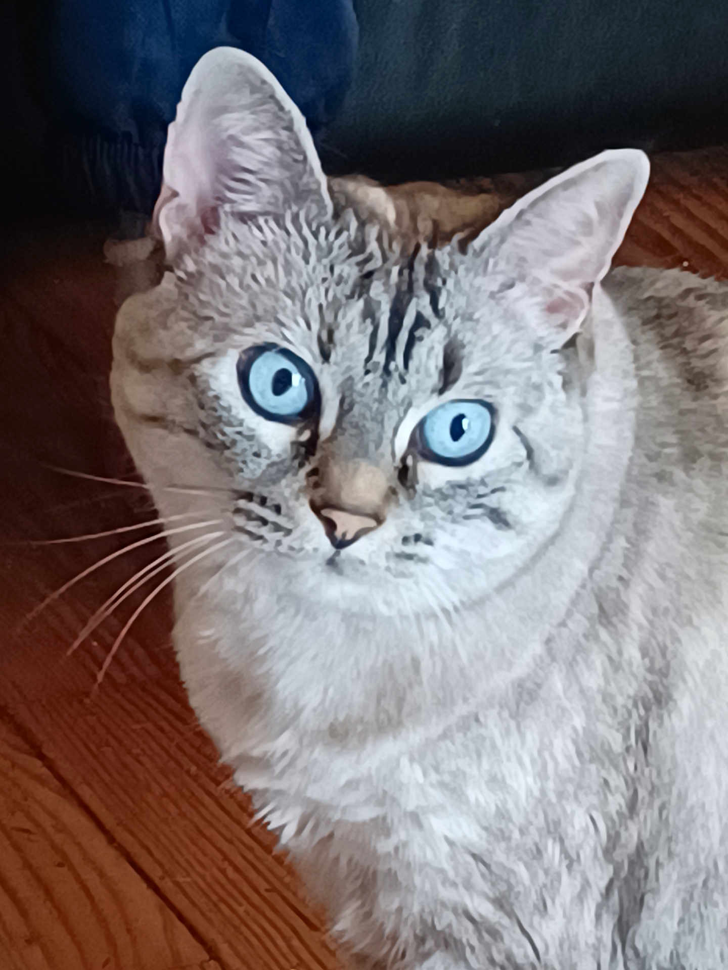 Nala a rejoint le concours — aidez-le/la à gagner de superbes lots ! cat, blue_eyes, close_up, fluffy, whiskers, wooden_floor, pet, animal, feline, indoor, curious, sitting, portrait, fur, mammal, whisker, domestic_cat, looking, alert, cute