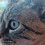 cat, close_up, eye, fur, whiskers, animal, pet, face, blue_eye, curious, intense_gaze, mammal, feline, portrait, soft_light, detailed, macro, nature, indoor, tabby
