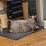 animal, cat, domestic, door, ears, feline, floor, fluffy, fur, home, indoor, mat, paw, pet, relaxed, resting, scratching_post, sleeping, window, wooden_floor
