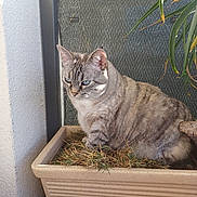 Nala participe au concours pour gagner de l'argent avec cette photo : cat, blue_eyes, plant_pot, dried_grass, indoor, pet, feline, striped_fur, relaxed, sunlight, leafy_plant, wall, texture, close_up, animal, domestic, cute, sitting, cozy, quiet