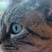 Nala participe au concours pour gagner de l'argent avec cette photo : animal, blue_eye, cat, close_up, cute, detail, domestic, eye, face, feline, fur, mammal, nature, pet, portrait, profile, soft_light, tabby, whiskers