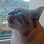 cat, animal, pet, close_up, licking, tongue, window, indoor, fur, whiskers, face, ear, plant, blurred_background, nature, houseplant, potted_plant, looking_up, domestic_cat, profile