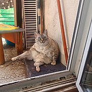 Nala participe au concours pour gagner de l'argent avec cette photo : animal, blue_eyes, cat, curious, dirty, door_frame, feline, floor, fur, home, indoor_outdoor, looking, mat, pet, relaxed, resting, rustic, sliding_door, window, wooden_table