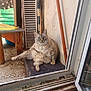 animal, blue_eyes, cat, curious, dirty, door_frame, feline, floor, fur, home, indoor_outdoor, looking, mat, pet, relaxed, resting, rustic, sliding_door, window, wooden_table