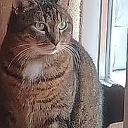 Aria a rejoint le concours — aidez-le/la à gagner de superbes lots ! cat, tabby, pet, feline, whiskers, window, indoor, portrait, close_up, fur, green_eyes, sitting, curious, domestic_cat, muzzle, ear, cozy, household, home_interior, looking