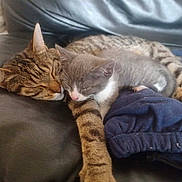 Waly participe au concours pour gagner de l'argent avec cette photo : cat, kitten, tabby_cat, gray_cat, sleeping, snuggling, leather_couch, indoor, pet, animal, cozy, resting, close_up, fur, cute, domestic_cat, paw, relaxing, companion, soft