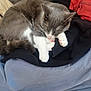 Waly participe au concours pour gagner de l'argent avec cette photo : cat, gray_cat, white_paws, sleeping, cozy, indoor, pile_of_clothes, fabric, soft, resting, pet, feline, cute, relaxed, animal, fur, whiskers, pink_nose, home, nap