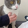 Waly a rejoint le concours — aidez-le/la à gagner de superbes lots ! cat, gray_cat, white_cat, pet, animal, yellow_eyes, whiskers, hand, holding, curious, alert, indoor, feline, fur, close_up, domestic_cat, soft_surface, clothing, person_hand, portrait
