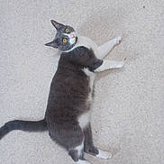 Waly participe au concours pour gagner de l'argent avec cette photo : cat, gray_cat, white_cat, pet, animal, feline, lying_down, floor, curious, looking_up, whiskers, tail, indoor, fur, mammal, domestic_animal, relaxed, cute, yellow_eyes, playful