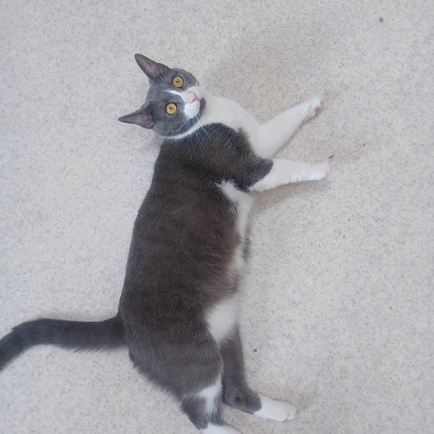 Waly participe au concours pour gagner de l'argent avec cette photo : animal, cat, curious, cute, domestic_animal, feline, floor, fur, gray_cat, indoor, looking_up, lying_down, mammal, pet, playful, relaxed, tail, whiskers, white_cat, yellow_eyes