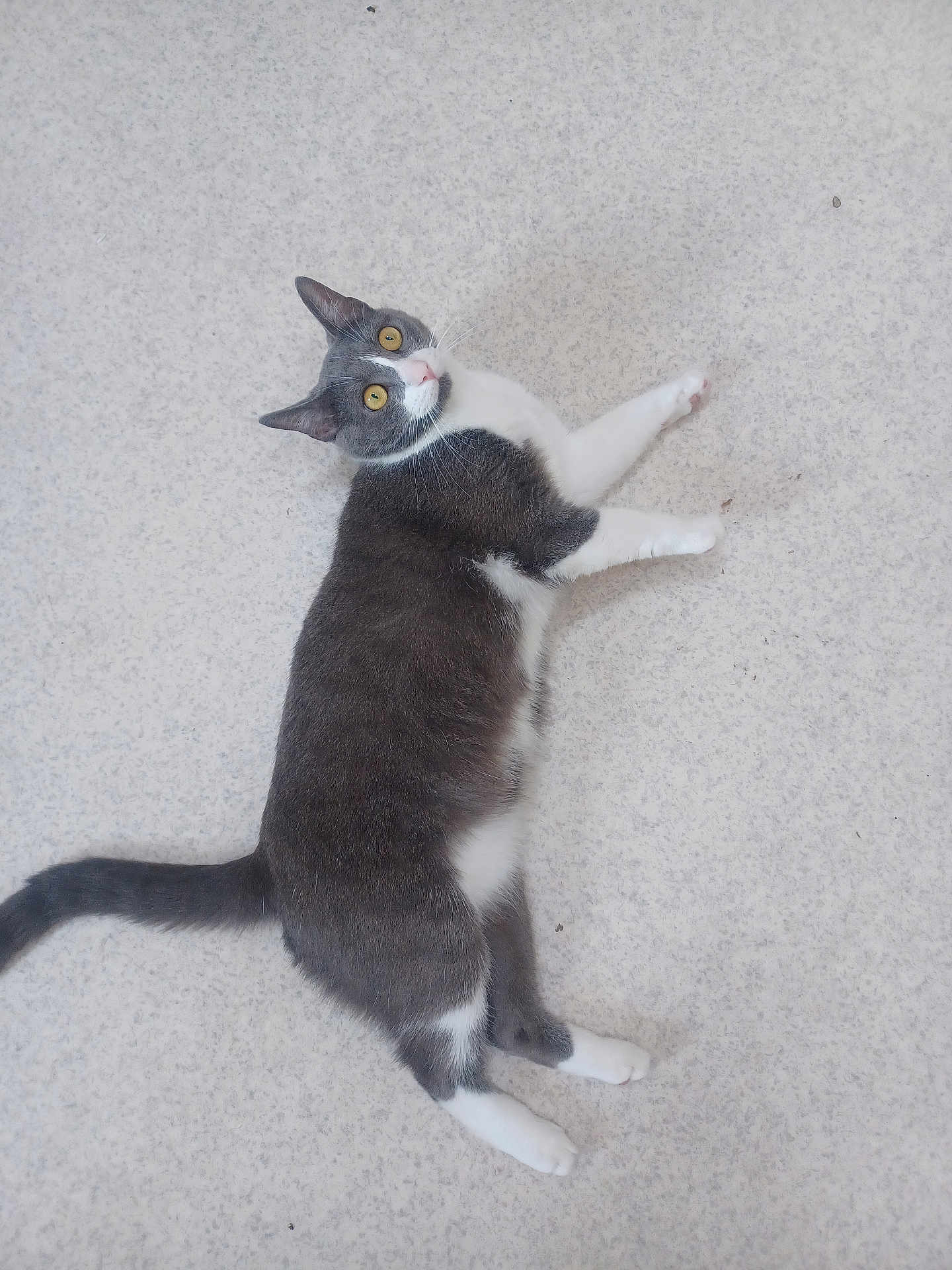 Waly participe au concours pour gagner de l'argent avec cette photo : cat, gray_cat, white_cat, pet, animal, feline, lying_down, floor, curious, looking_up, whiskers, tail, indoor, fur, mammal, domestic_animal, relaxed, cute, yellow_eyes, playful
