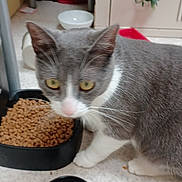 Jack Et Waly a rejoint le concours — aidez-le/la à gagner de superbes lots ! animal, cat, cat_food, close_up, curious, domestic_cat, feeding_time, feline, floor, food_bowl, gray_cat, household, indoor, kibble, mammal, pet, small_bowl, whiskers, white_cat, yellow_eyes