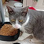 animal, cat, cat_food, close_up, curious, domestic_cat, feeding_time, feline, floor, food_bowl, gray_cat, household, indoor, kibble, mammal, pet, small_bowl, whiskers, white_cat, yellow_eyes