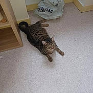 Jack participe au concours pour gagner de l'argent avec cette photo : animal, cat, curious, domestic, ears, floor, fur, home, indoor, looking_up, paws, pet, plastic_bag, quiet, relaxed, striped, tabby, tail, whiskers, wooden_shelf