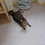 cat, tabby, floor, indoor, pet, animal, curious, fur, whiskers, ears, tail, wooden_shelf, plastic_bag, relaxed, looking_up, domestic, striped, paws, quiet, home
