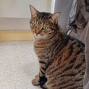 Jack participe au concours pour gagner de l'argent avec cette photo : cat, tabby, indoor, sitting, green_eyes, fur, striped, pet, animal, floor, curtain, calm, looking_away, whiskers, close_up, domestic, mammal, feline, cute, relaxed