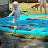Makai is registered to the contest to win money with this photo: adult, backyard, child, diaper, dog, fence, fun, grass, happy, outdoor, play, pool, red_shoes, shorts, splash, summer, sunny, toddler, water, water_droplets