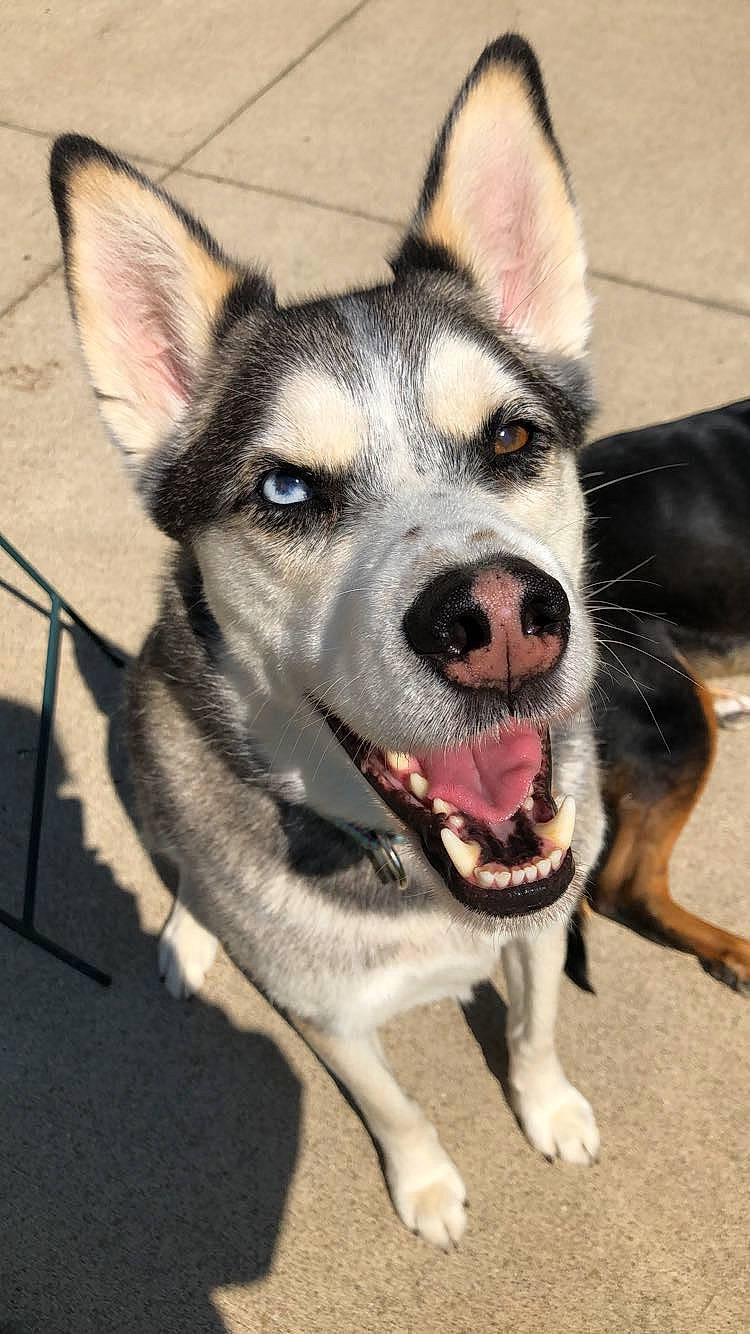 Nikko joined the competition — help win amazing prizes! canidae, carnivore, collar, companion_dog, dog, dog_breed, dog_collar, eye, fawn, foot, fur, human_body, jaw, leash, snout, sporting_group, terrestrial_animal, whiskers, window, working_animal